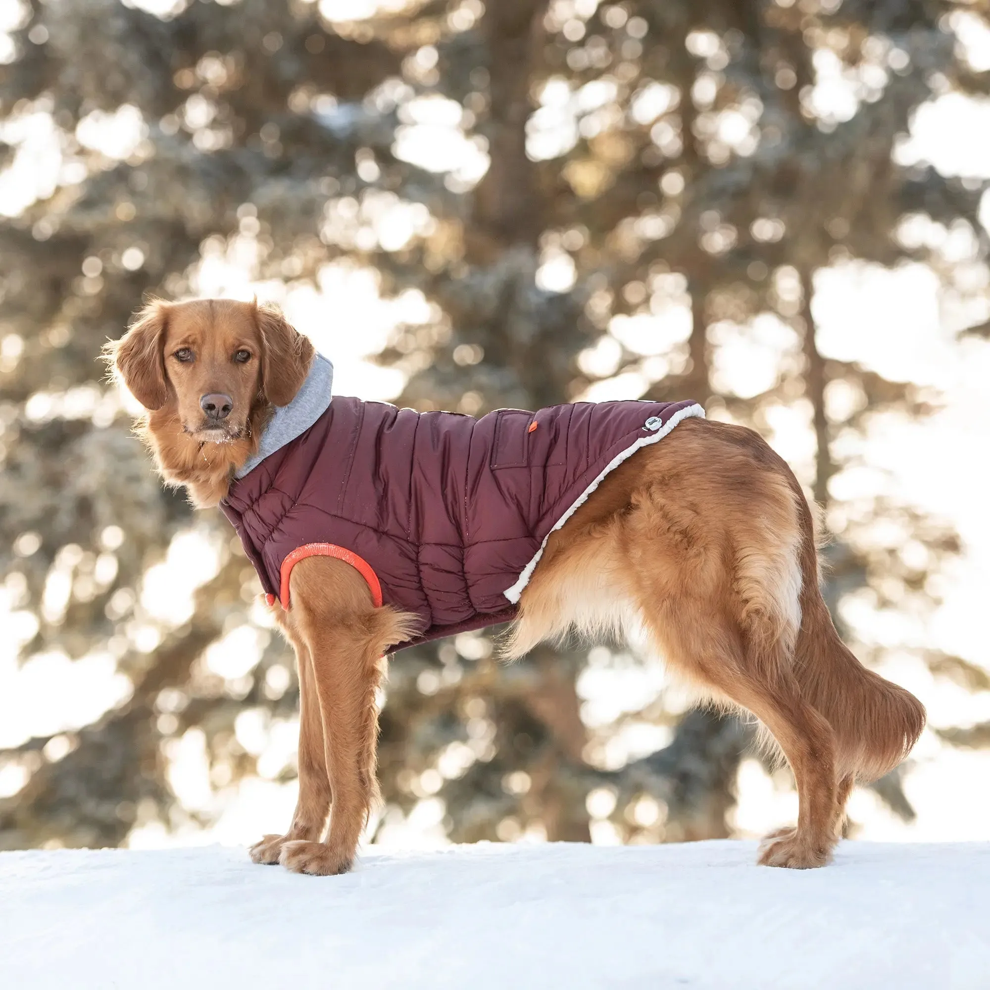 Winter Sailor Dog Parka | Burgundy